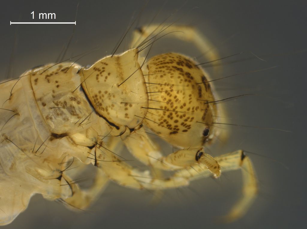 Limnephilus borealis